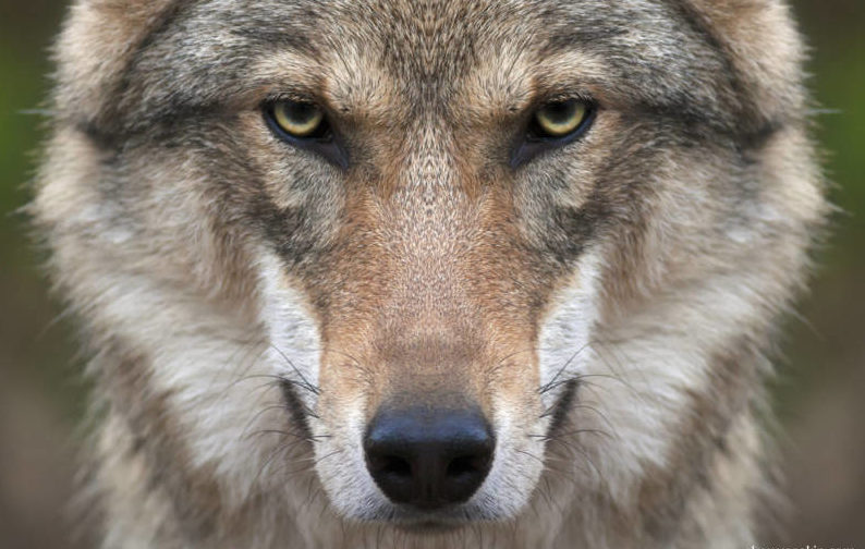 Волк - описание животного, где обитает, чем питается, виды