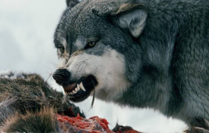 Волк - описание животного, где обитает, чем питается, виды