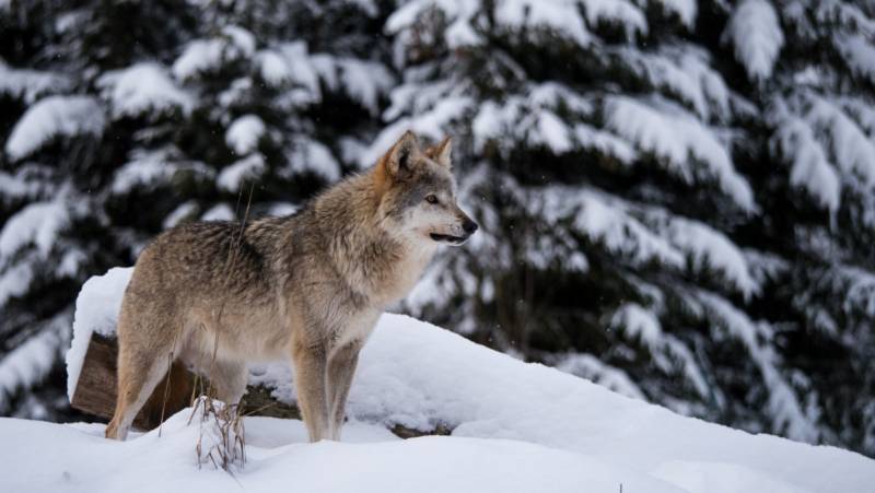 Волк - описание животного, где обитает, чем питается, виды
