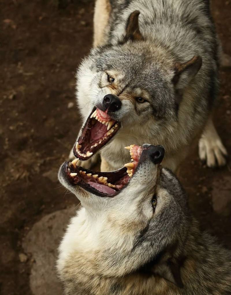 Волк - описание животного, где обитает, чем питается, виды