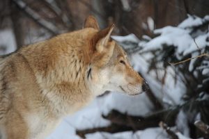 волк-животное-77-300x200.jpg