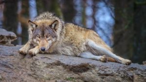 волк-животное-8-300x169.jpg
