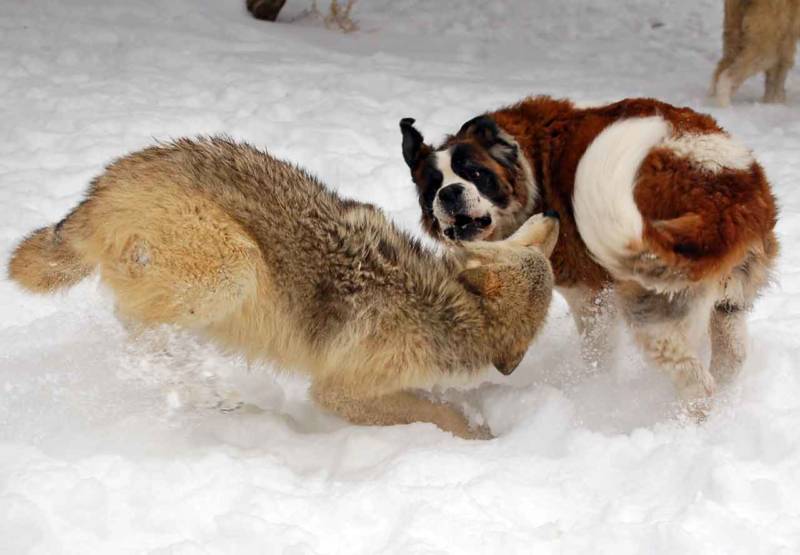 Волк - описание животного, где обитает, чем питается, виды