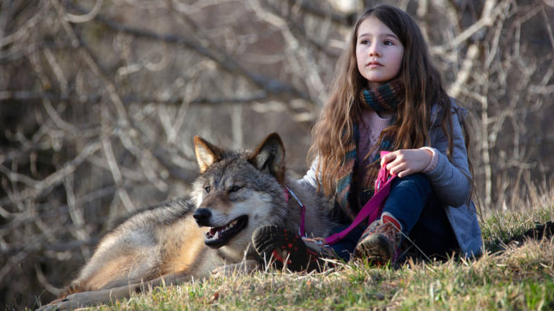 Волк - описание животного, где обитает, чем питается, виды