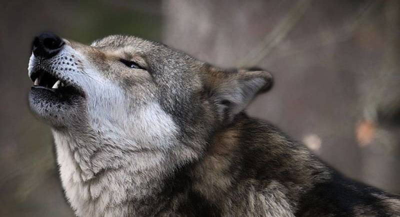 Волк - описание животного, где обитает, чем питается, виды