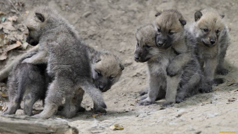 Волк - описание животного, где обитает, чем питается, виды