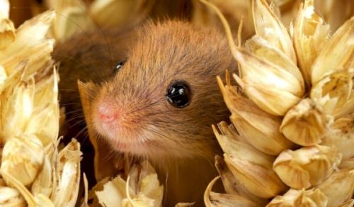 факты о мышах факты о мышах