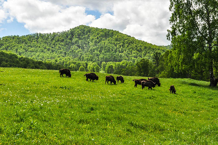 Заповедники Алтайского края и национальные парки. Список, названия, фото