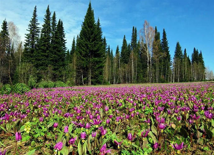 Заповедники Алтайского края и национальные парки. Список, названия, фото