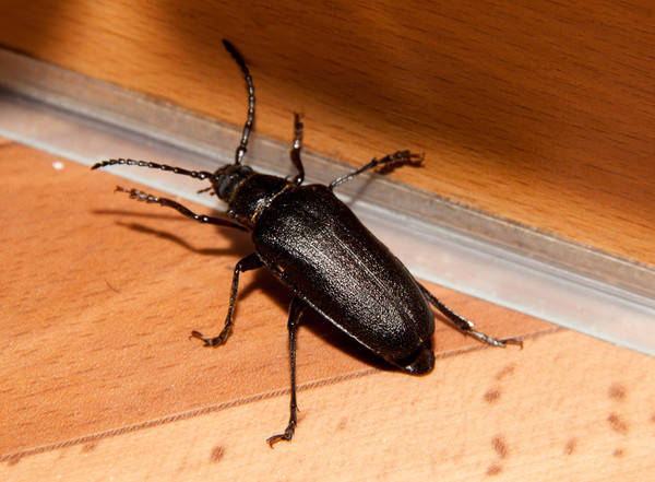 Жук дровосек - описание, питание, как выглядит, статус в красной книге