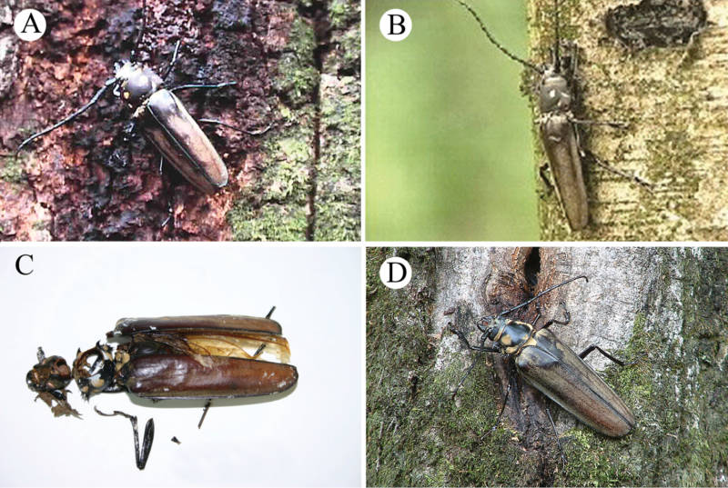Жук дровосек - описание, питание, как выглядит, статус в красной книге
