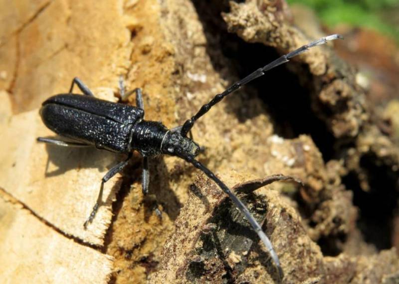 Жук дровосек - описание, питание, как выглядит, статус в красной книге