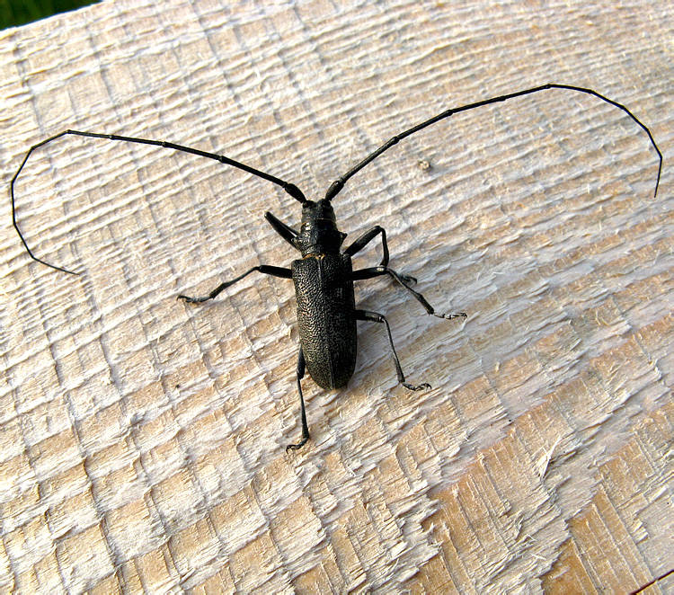 Жук дровосек - описание, питание, как выглядит, статус в красной книге