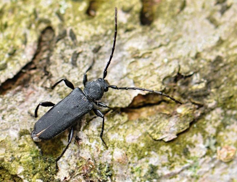 Жук дровосек - описание, питание, как выглядит, статус в красной книге