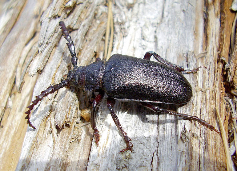 Жук дровосек - описание, питание, как выглядит, статус в красной книге