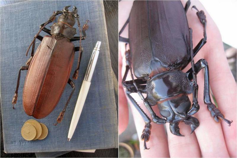 Жук дровосек - описание, питание, как выглядит, статус в красной книге