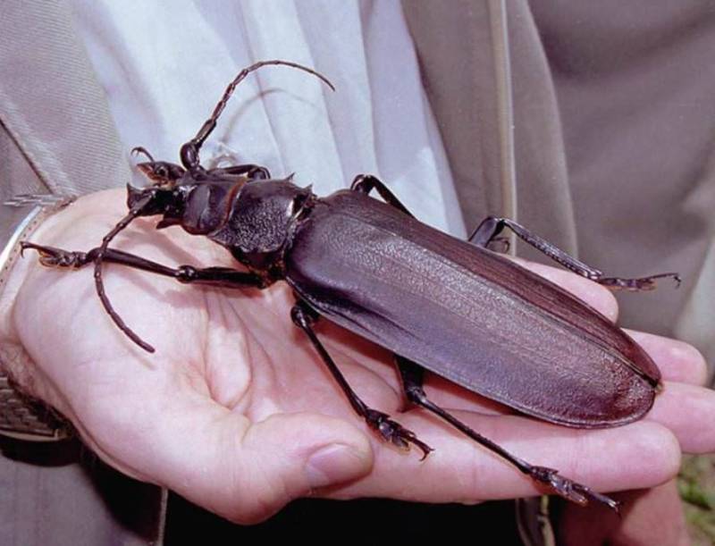 Жук дровосек - описание, питание, как выглядит, статус в красной книге