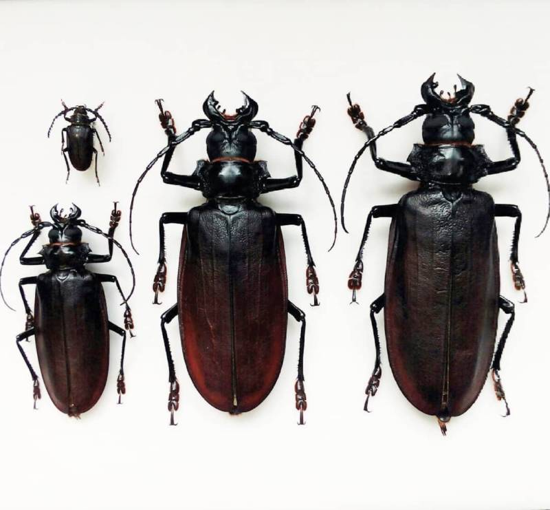 Жук дровосек - описание, питание, как выглядит, статус в красной книге