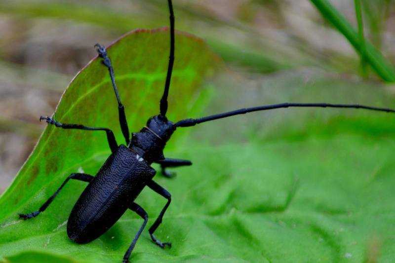 Жук дровосек - описание, питание, как выглядит, статус в красной книге