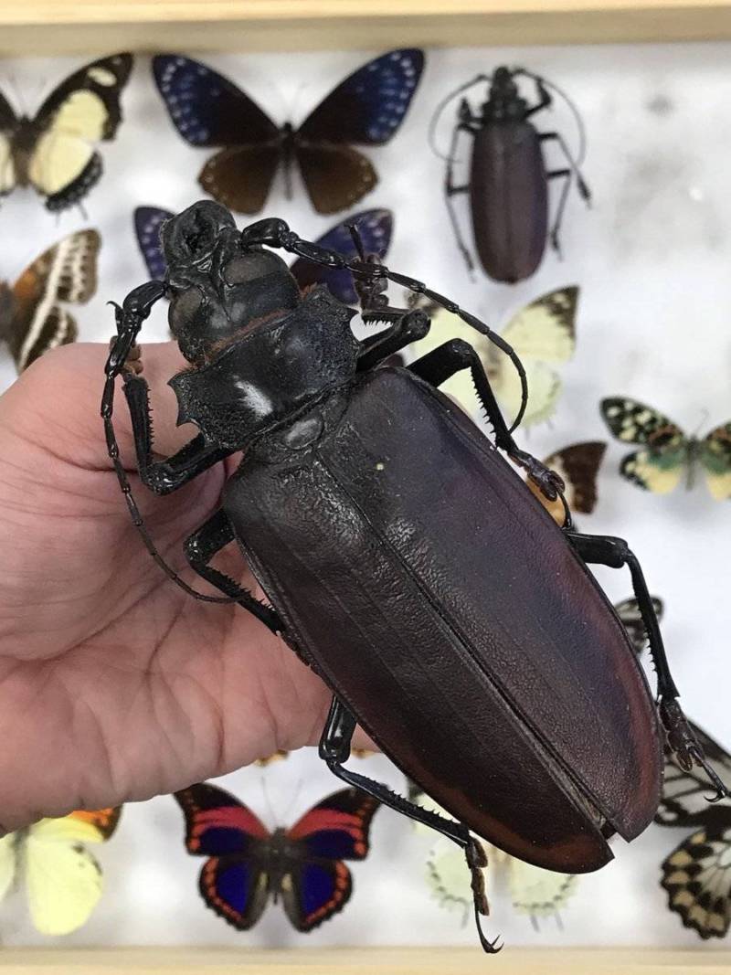 Жук дровосек - описание, питание, как выглядит, статус в красной книге