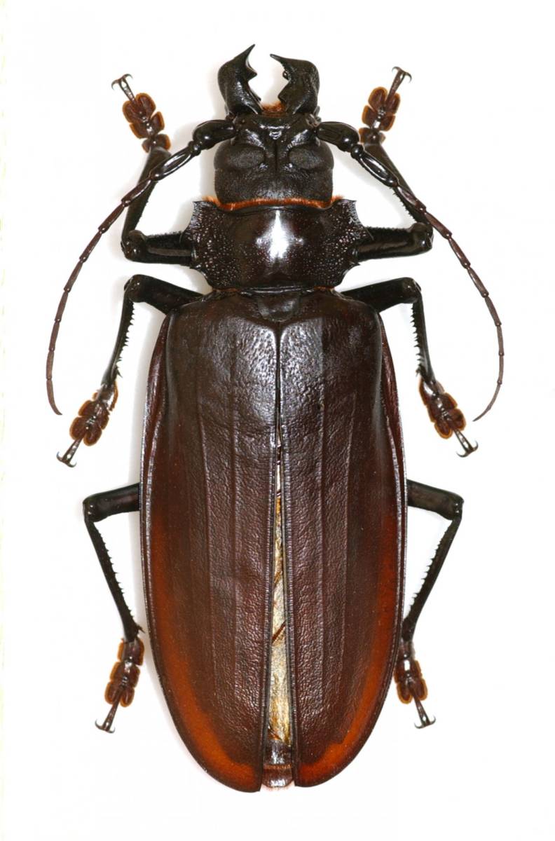 Жук дровосек - описание, питание, как выглядит, статус в красной книге