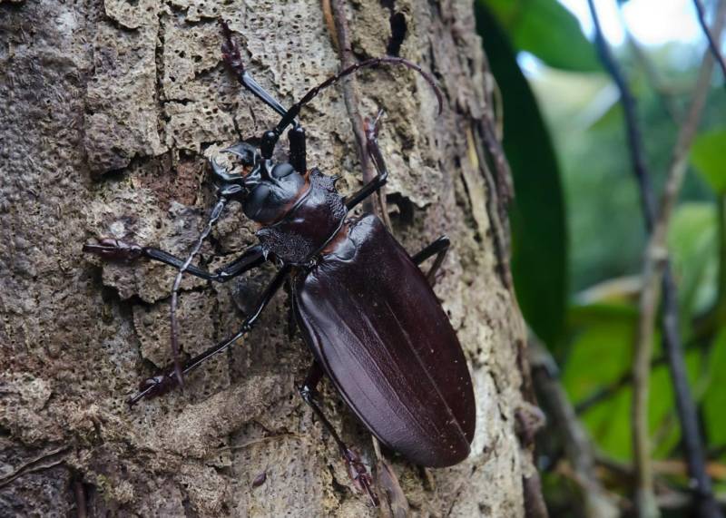 Жук дровосек - описание, питание, как выглядит, статус в красной книге