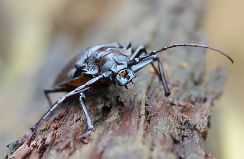 Жук дровосек - описание, питание, как выглядит, статус в красной книге