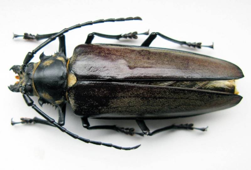 Жук дровосек - описание, питание, как выглядит, статус в красной книге