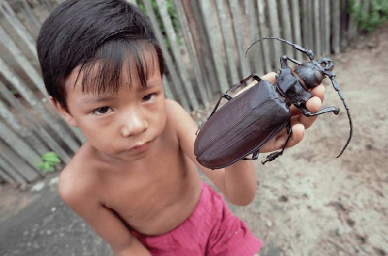 Жук дровосек - описание, питание, как выглядит, статус в красной книге