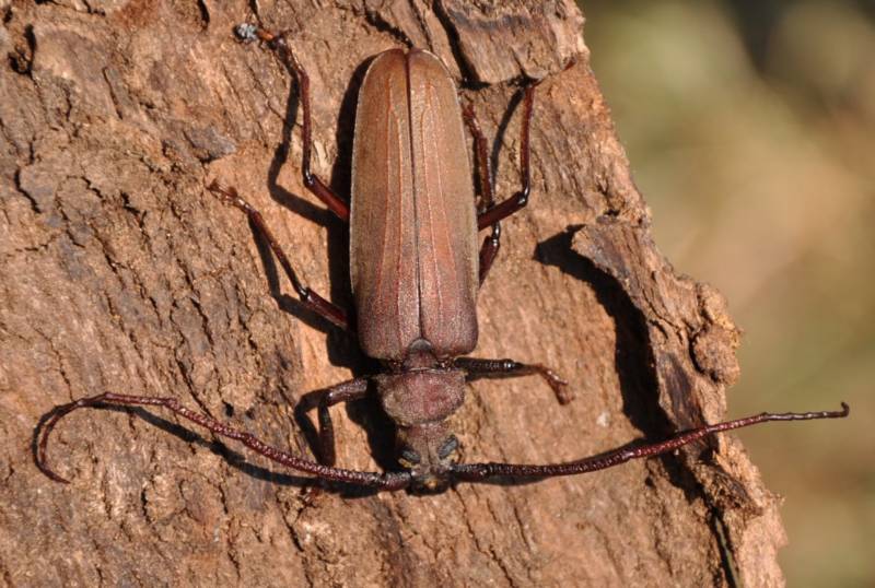 Жук дровосек - описание, питание, как выглядит, статус в красной книге