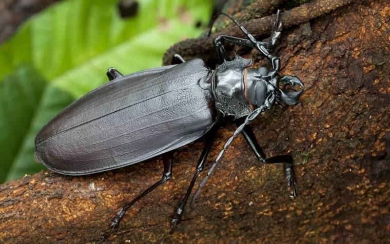 Жук дровосек - описание, питание, как выглядит, статус в красной книге