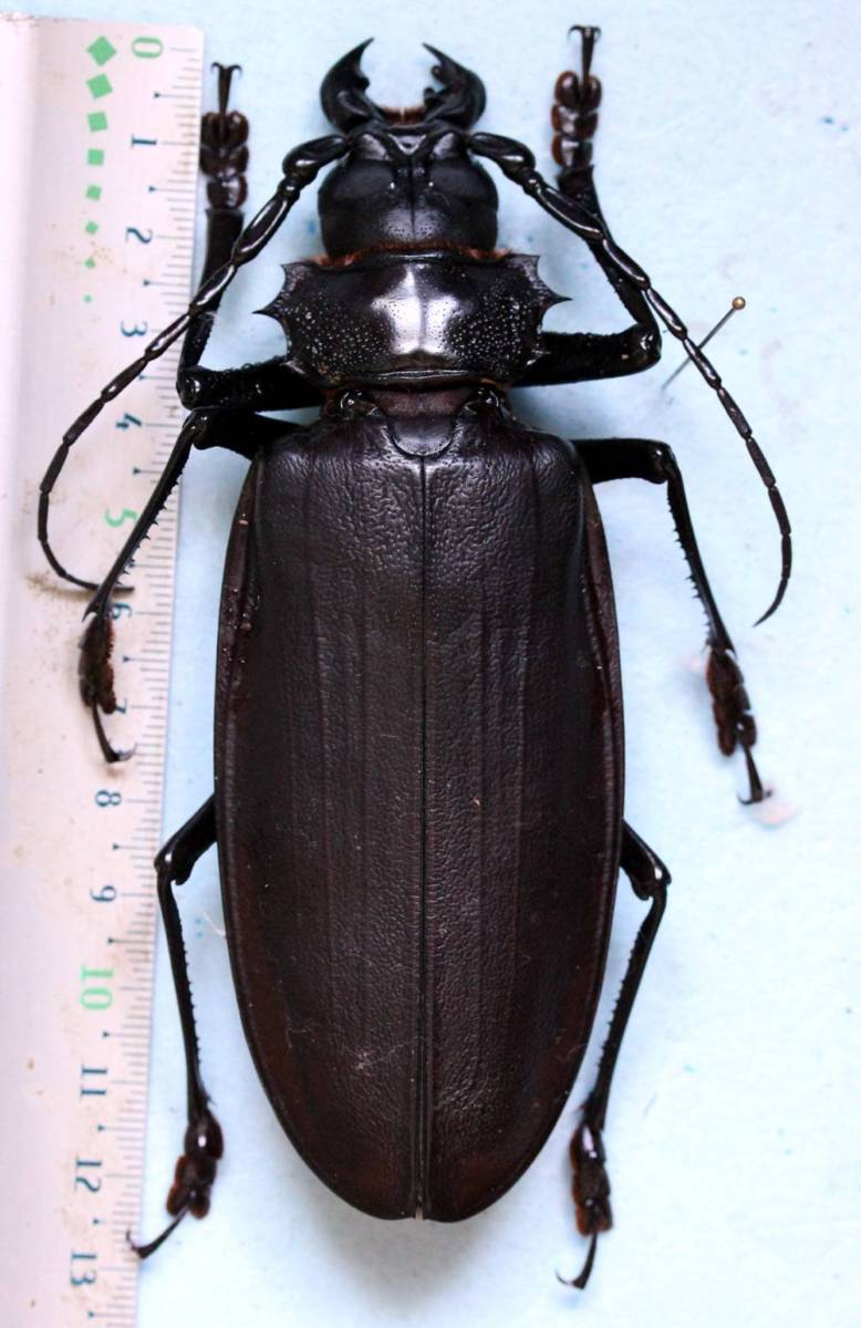 Жук дровосек - описание, питание, как выглядит, статус в красной книге