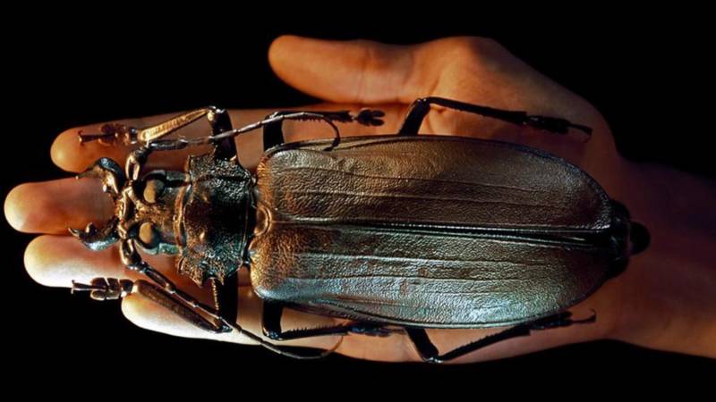 Жук дровосек - описание, питание, как выглядит, статус в красной книге