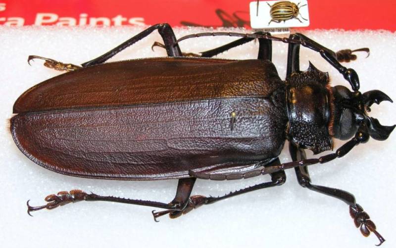 Жук дровосек - описание, питание, как выглядит, статус в красной книге