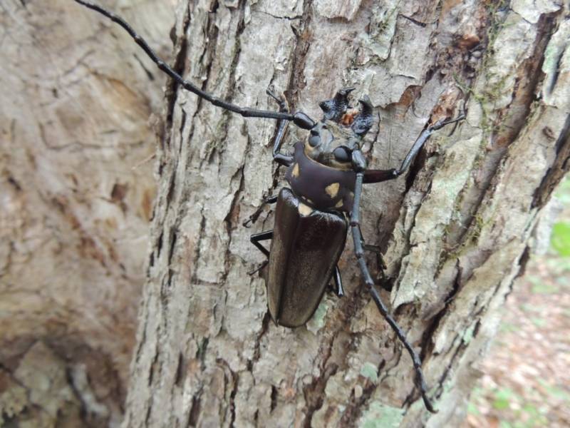 Жук дровосек - описание, питание, как выглядит, статус в красной книге