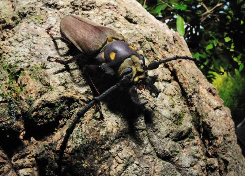 Жук дровосек - описание, питание, как выглядит, статус в красной книге