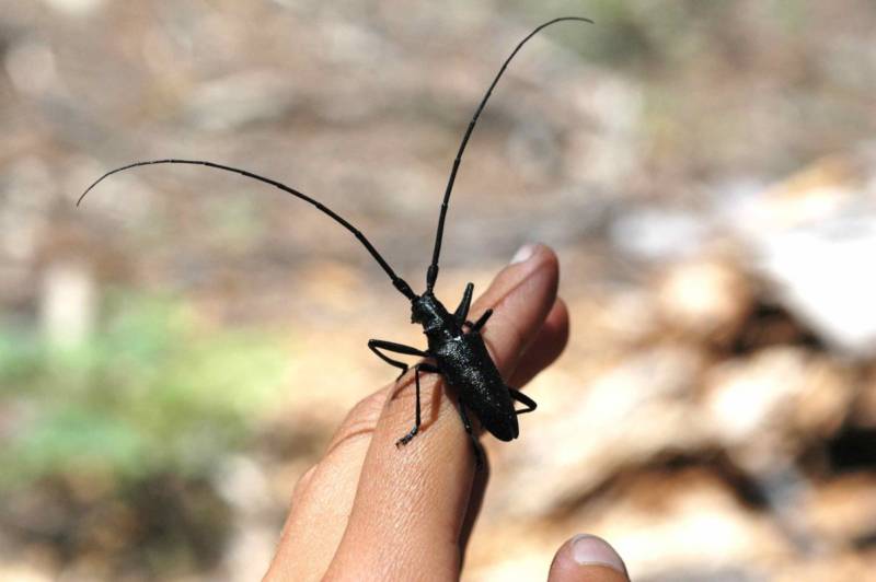 Жук дровосек - описание, питание, как выглядит, статус в красной книге