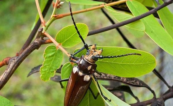 Жук дровосек - описание, питание, как выглядит, статус в красной книге