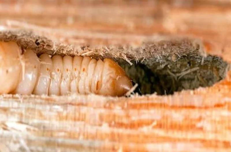 Жук дровосек - описание, питание, как выглядит, статус в красной книге