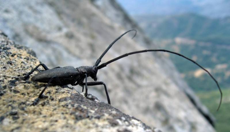 Жук дровосек - описание, питание, как выглядит, статус в красной книге