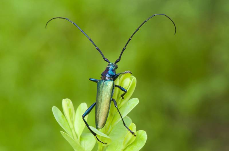 Жук дровосек - описание, питание, как выглядит, статус в красной книге