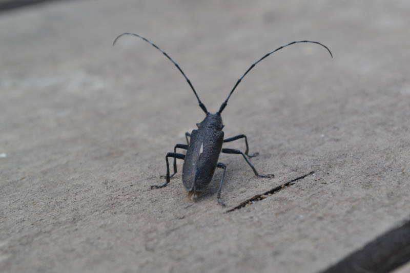 Жук дровосек - описание, питание, как выглядит, статус в красной книге