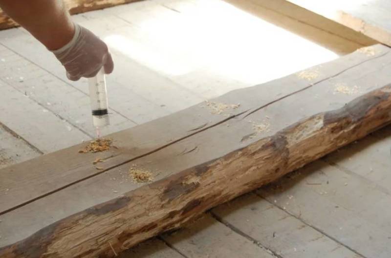 Жук дровосек - описание, питание, как выглядит, статус в красной книге