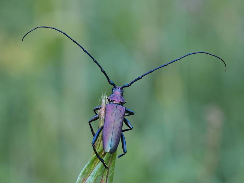 Жук дровосек - описание, питание, как выглядит, статус в красной книге