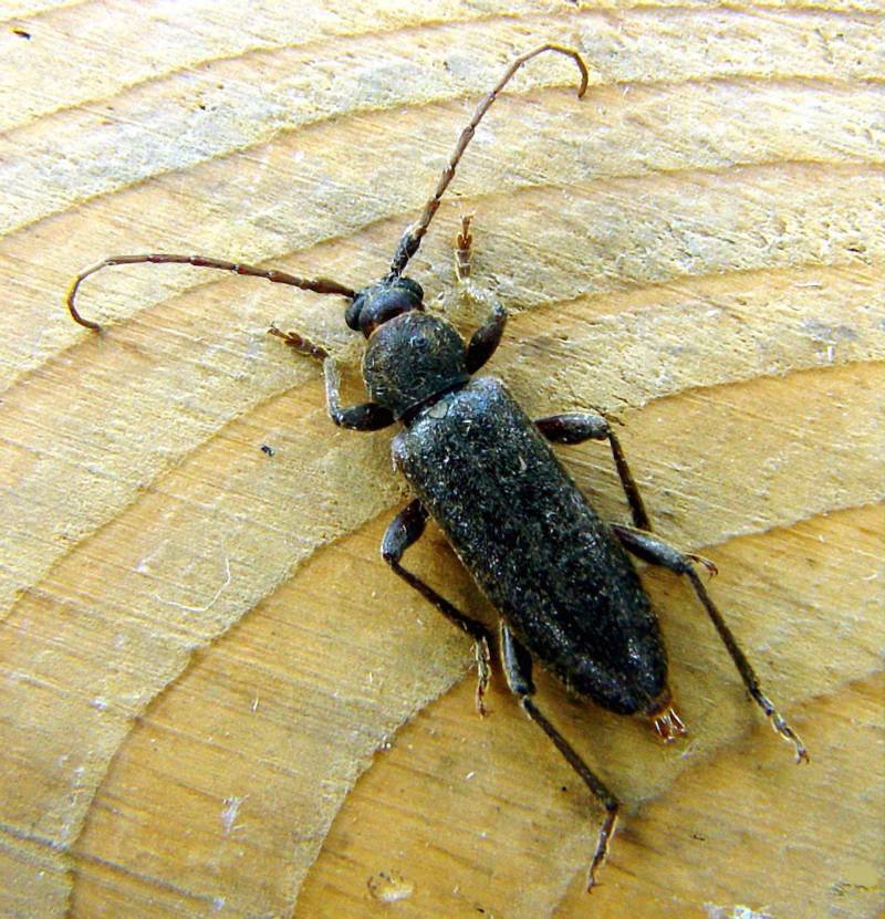 Жук дровосек - описание, питание, как выглядит, статус в красной книге