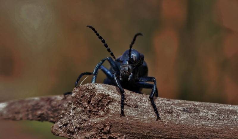 Жук дровосек - описание, питание, как выглядит, статус в красной книге