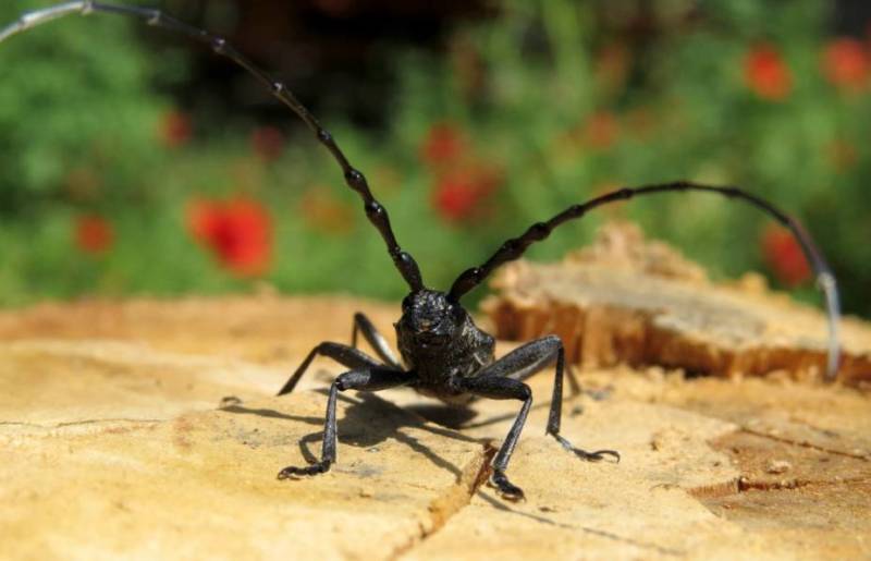 Жук дровосек - описание, питание, как выглядит, статус в красной книге