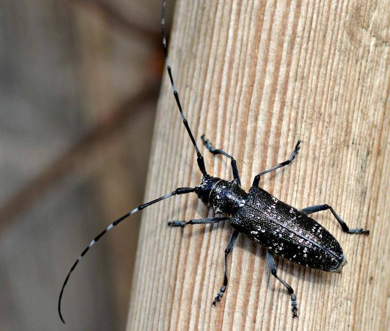 Жук дровосек - описание, питание, как выглядит, статус в красной книге