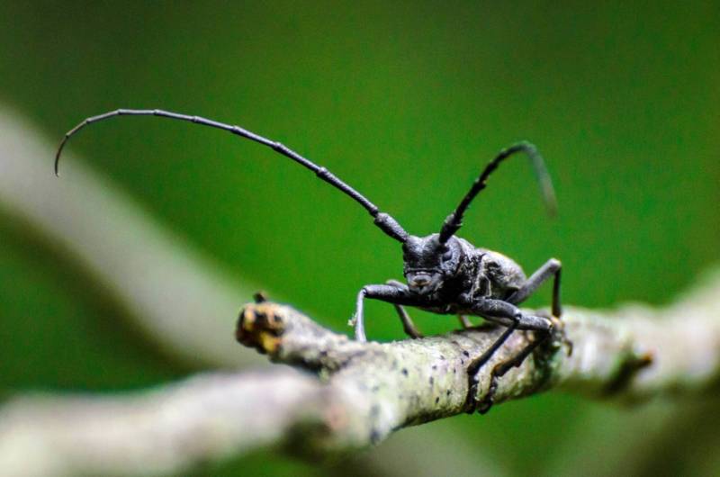 Жук дровосек - описание, питание, как выглядит, статус в красной книге