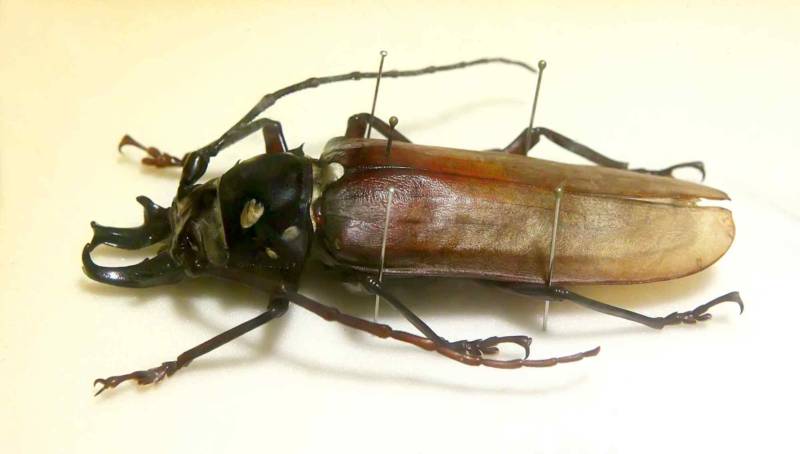 Жук дровосек - описание, питание, как выглядит, статус в красной книге